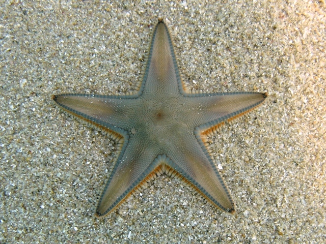 Astropecten jonstoni (Delle Chiaje, 1827)